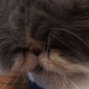 Meet your Posher, Ling